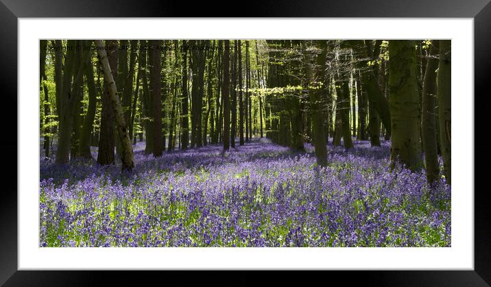 Blanket of blubells Framed Mounted Print by Jo Sowden