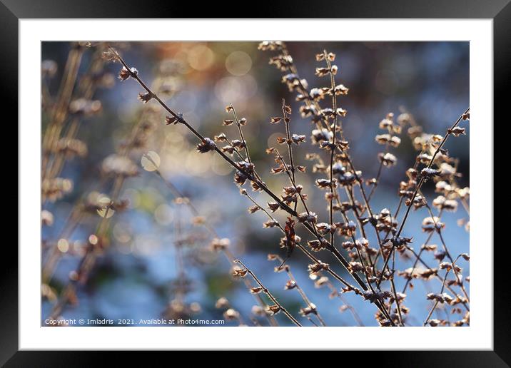 Magical Light Winter in the Garden Framed Mounted Print by Imladris 