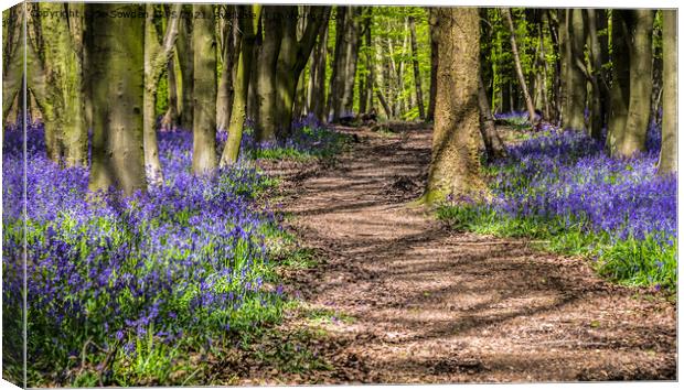 Dappled path through the bluebells Canvas Print by Jo Sowden