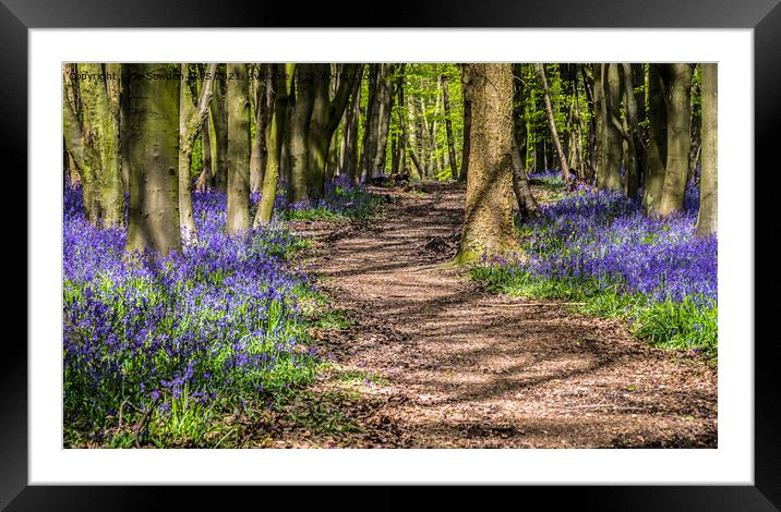 Dappled path through the bluebells Framed Mounted Print by Jo Sowden