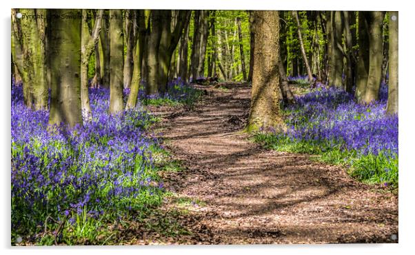 Dappled path through the bluebells Acrylic by Jo Sowden