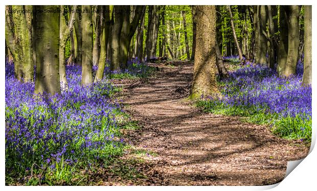 Dappled path through the bluebells Print by Jo Sowden