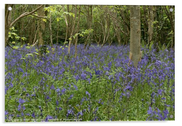 Bluebell Wood, Cornwall Acrylic by Brian Pierce