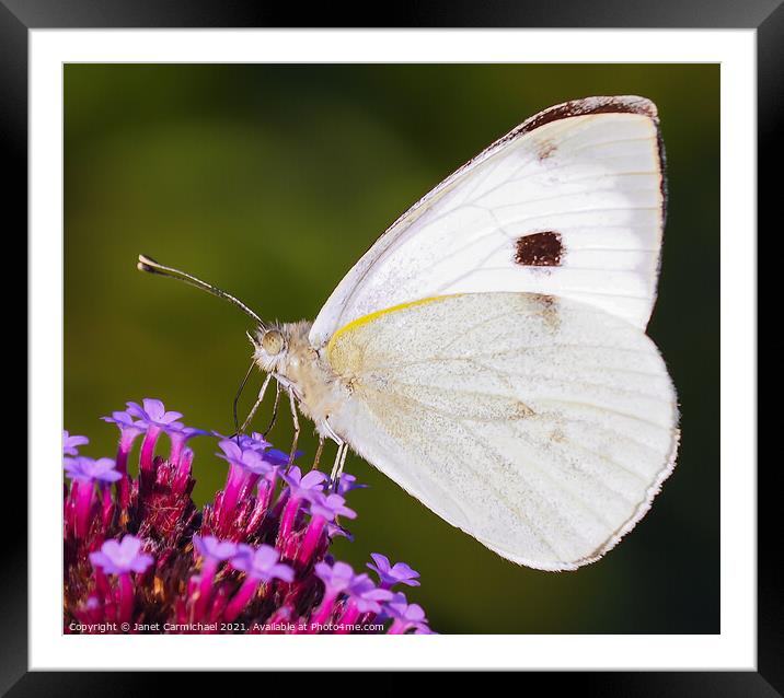 White Butterfly Framed Mounted Print by Janet Carmichael