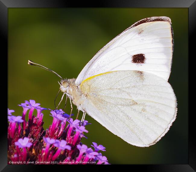 White Butterfly Framed Print by Janet Carmichael