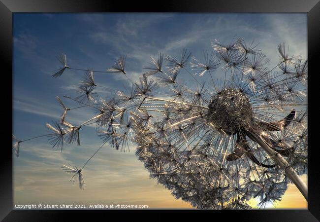 Summer Breeze Dandelion as sunset Framed Print by Travel and Pixels 