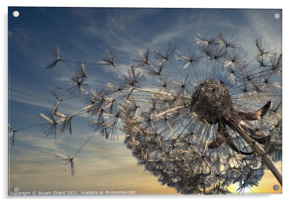 Summer Breeze Dandelion as sunset Acrylic by Stuart Chard