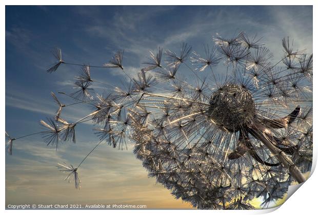 Summer Breeze Dandelion as sunset Print by Stuart Chard