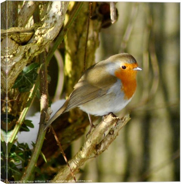 A Robin perched on a tree branch Canvas Print by Fiona Williams