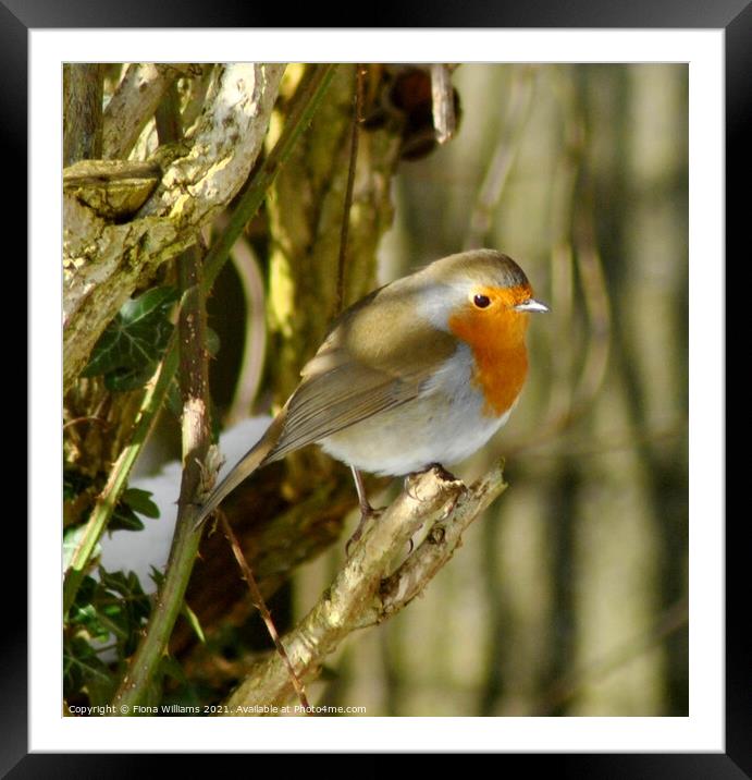 A Robin perched on a tree branch Framed Mounted Print by Fiona Williams