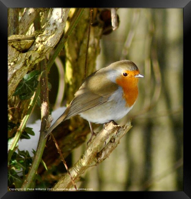 A Robin perched on a tree branch Framed Print by Fiona Williams