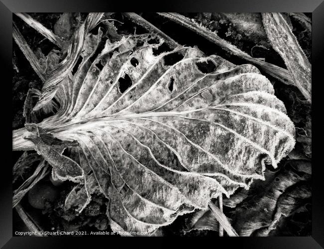 fallen Autumn Leaf  Framed Print by Stuart Chard