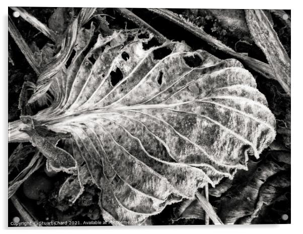 fallen Autumn Leaf  Acrylic by Stuart Chard