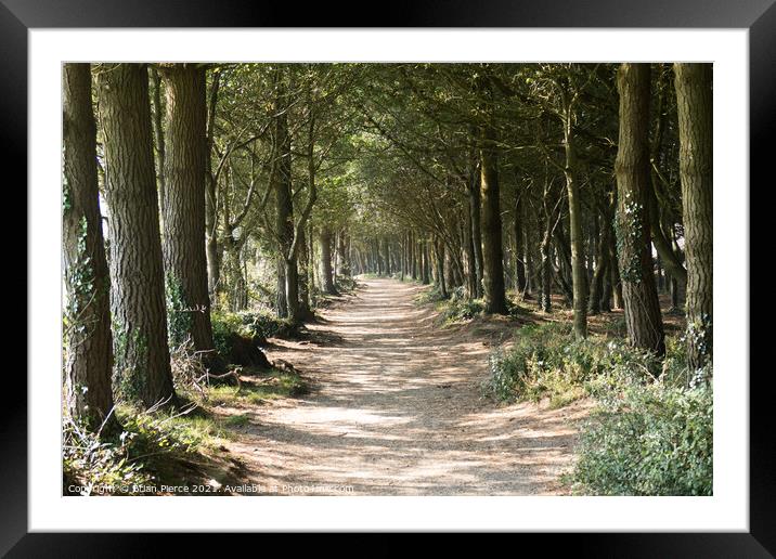 Avenue of Trees Framed Mounted Print by Brian Pierce