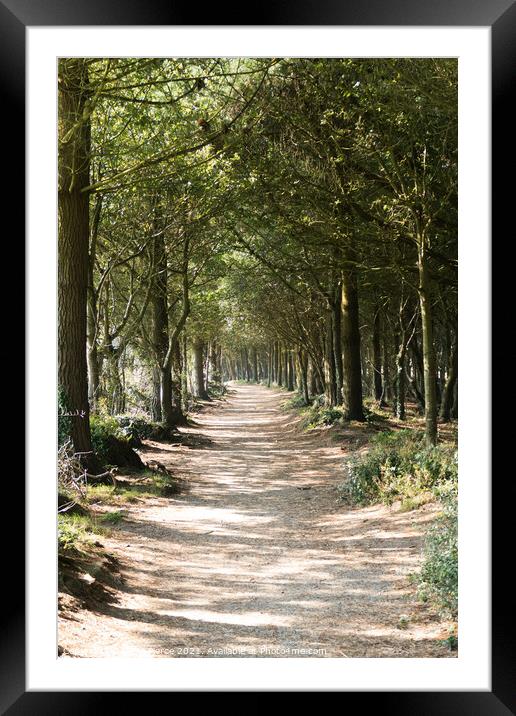 Avenue of Trees, Tehidy, Cornwall  Framed Mounted Print by Brian Pierce