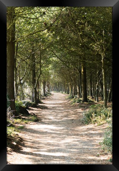Avenue of Trees, Tehidy, Cornwall  Framed Print by Brian Pierce