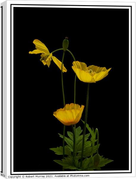 Welsh Poppies Canvas Print by Robert Murray