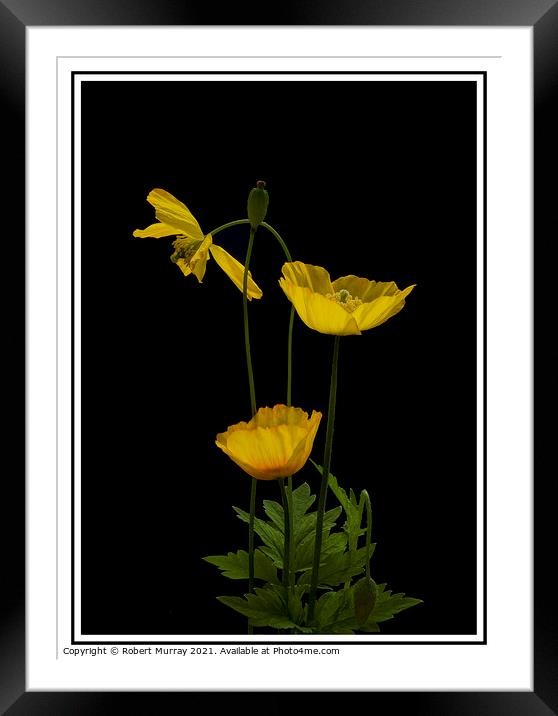Welsh Poppies Framed Mounted Print by Robert Murray