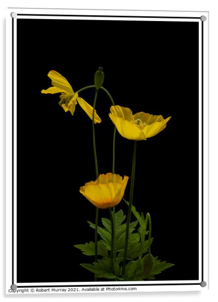 Welsh Poppies Acrylic by Robert Murray