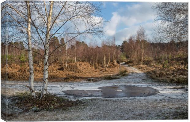 below zero at Ockham and Wisley Common Canvas Print by Kevin White