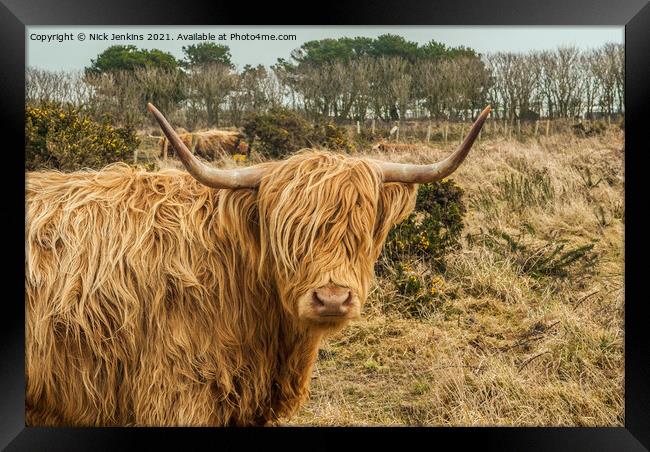 Highland Cow near St Davids Pembrokeshire Framed Print by Nick Jenkins