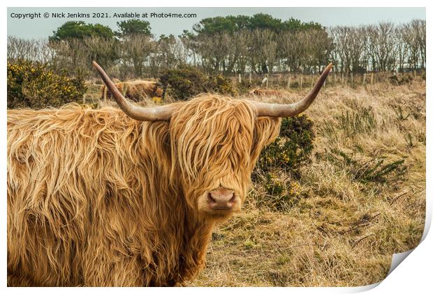 Highland Cow near St Davids Pembrokeshire Print by Nick Jenkins