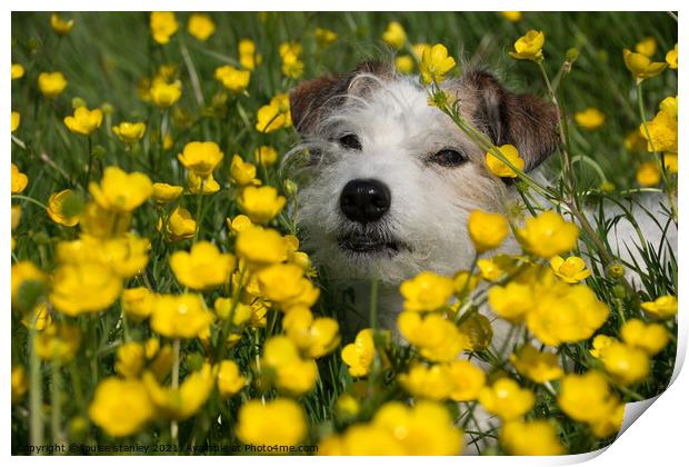 Buttercup Dog Print by louise stanley