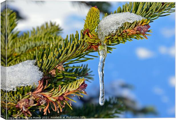 Icicle on Fir tree  Canvas Print by Diana Mower