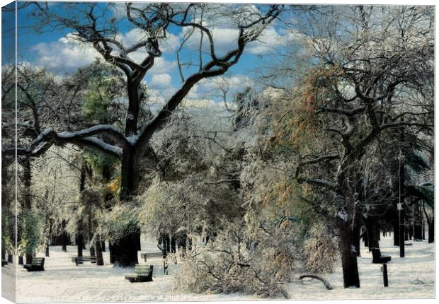 Cold Winter Trees Canvas Print by Elaine Manley