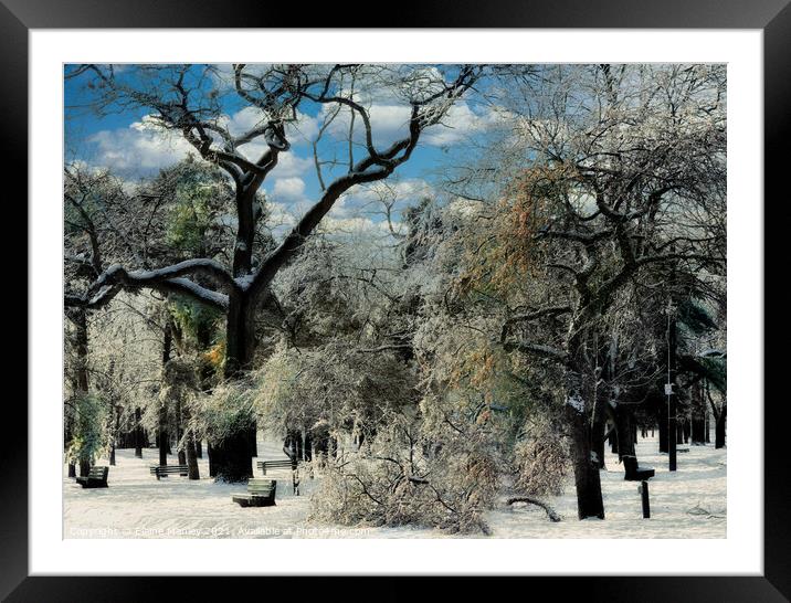 Cold Winter Trees Framed Mounted Print by Elaine Manley