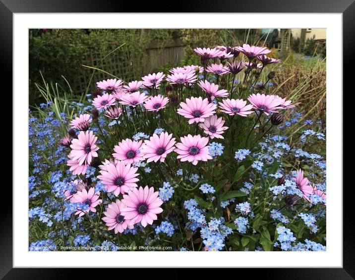Pink Daisies & Blue Forget me not Framed Mounted Print by Penelope Hellyer