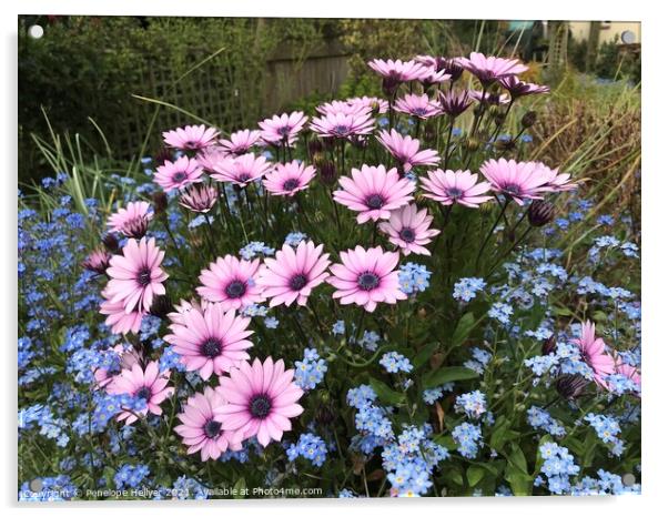 Pink Daisies & Blue Forget me not Acrylic by Penelope Hellyer