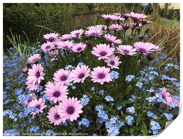 Pink Daisies & Blue Forget me not Print by Penelope Hellyer