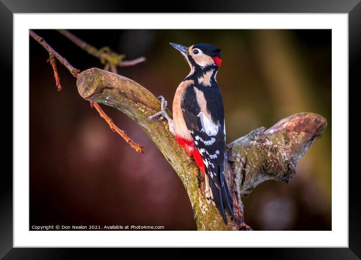 Great spotted woodpecker Framed Mounted Print by Don Nealon