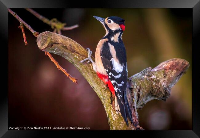 Great spotted woodpecker Framed Print by Don Nealon