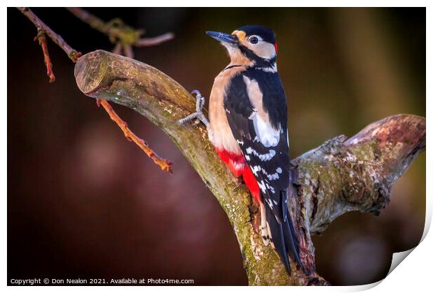 Great spotted woodpecker Print by Don Nealon