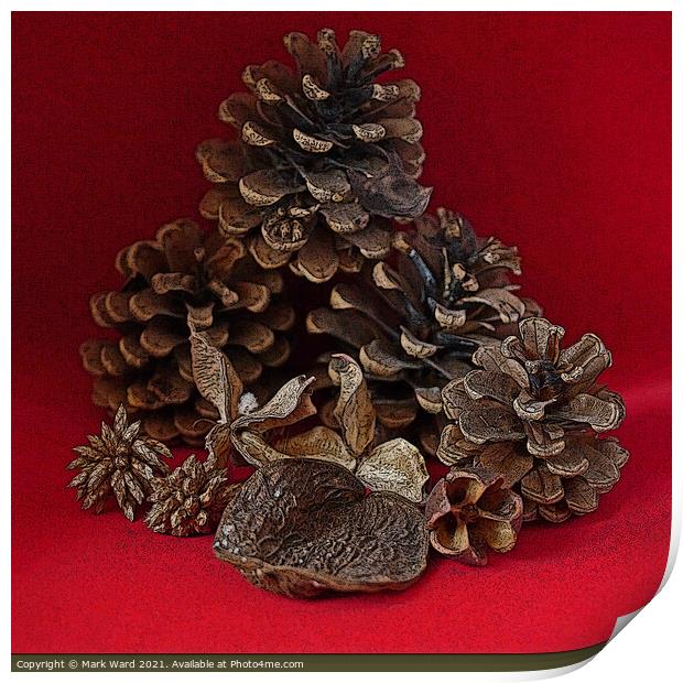 Pine Cones and Seed Cases. Print by Mark Ward