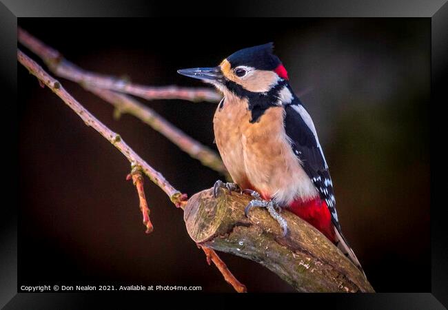 Great spotted woodpecker Framed Print by Don Nealon