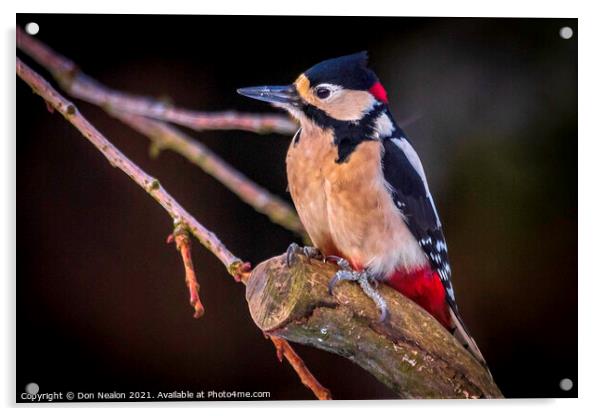 Great spotted woodpecker Acrylic by Don Nealon