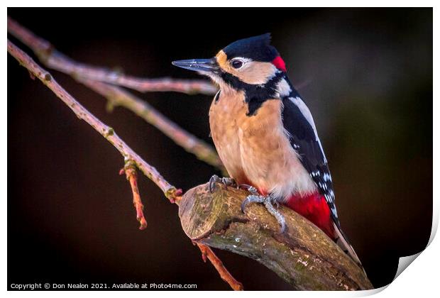 Great spotted woodpecker Print by Don Nealon