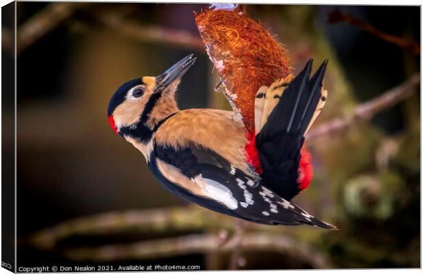 Great spotted woodpecker Canvas Print by Don Nealon