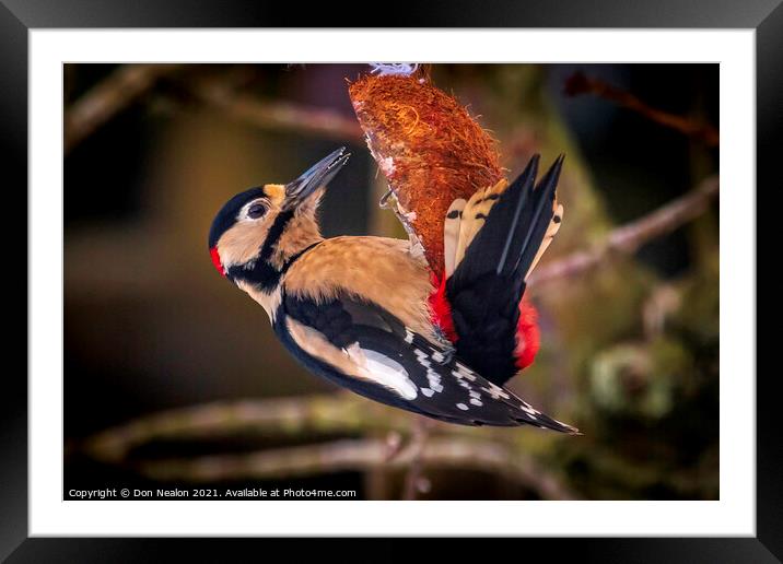 Great spotted woodpecker Framed Mounted Print by Don Nealon