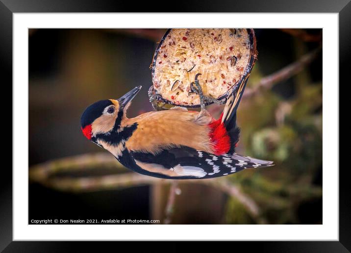 Majestic Great Spotted Woodpecker Framed Mounted Print by Don Nealon