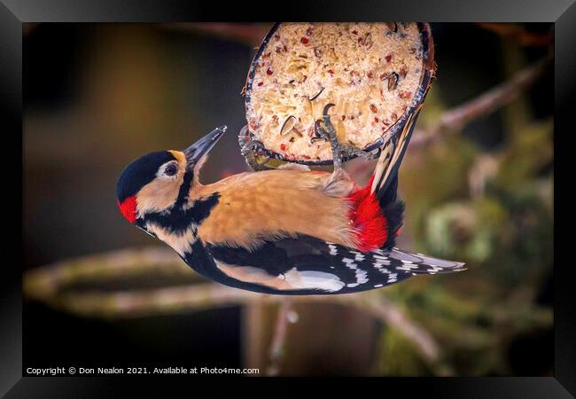 Majestic Great Spotted Woodpecker Framed Print by Don Nealon