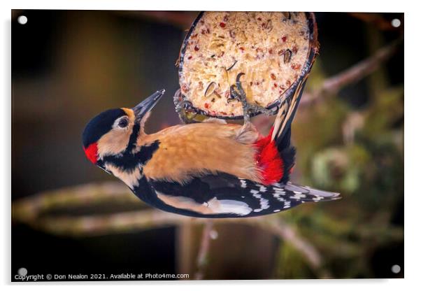Majestic Great Spotted Woodpecker Acrylic by Don Nealon