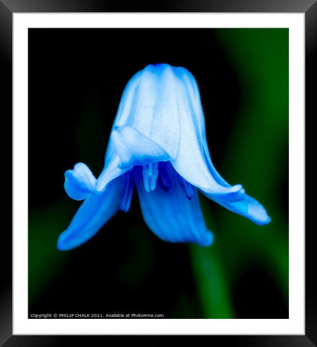 Bluebell 246  Framed Mounted Print by PHILIP CHALK