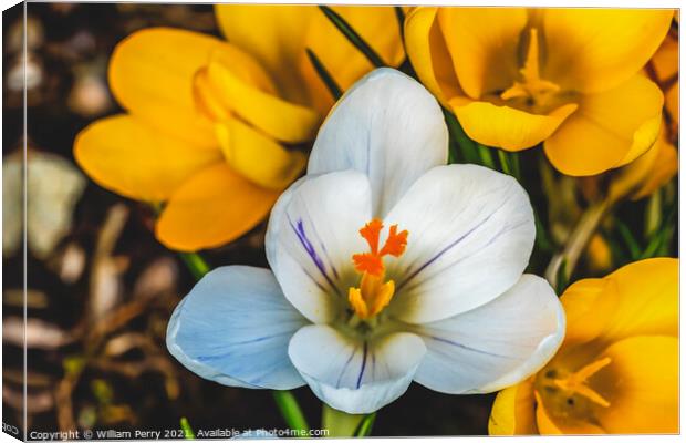 White Yellow Crocuses Blossom Blooming Macro Washington Canvas Print by William Perry