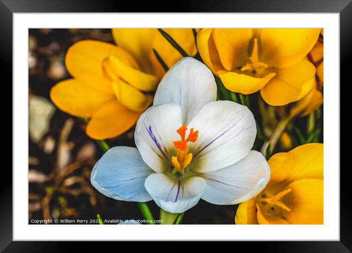 White Yellow Crocuses Blossom Blooming Macro Washington Framed Mounted Print by William Perry