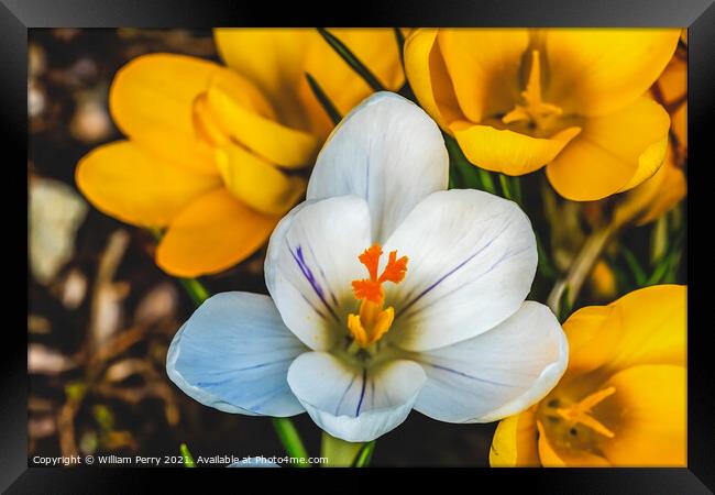 White Yellow Crocuses Blossom Blooming Macro Washington Framed Print by William Perry