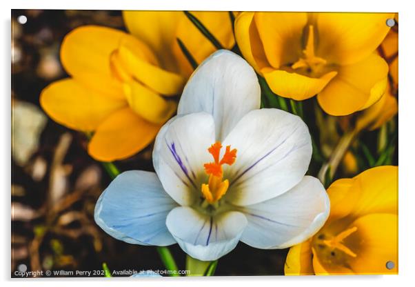 White Yellow Crocuses Blossom Blooming Macro Washington Acrylic by William Perry